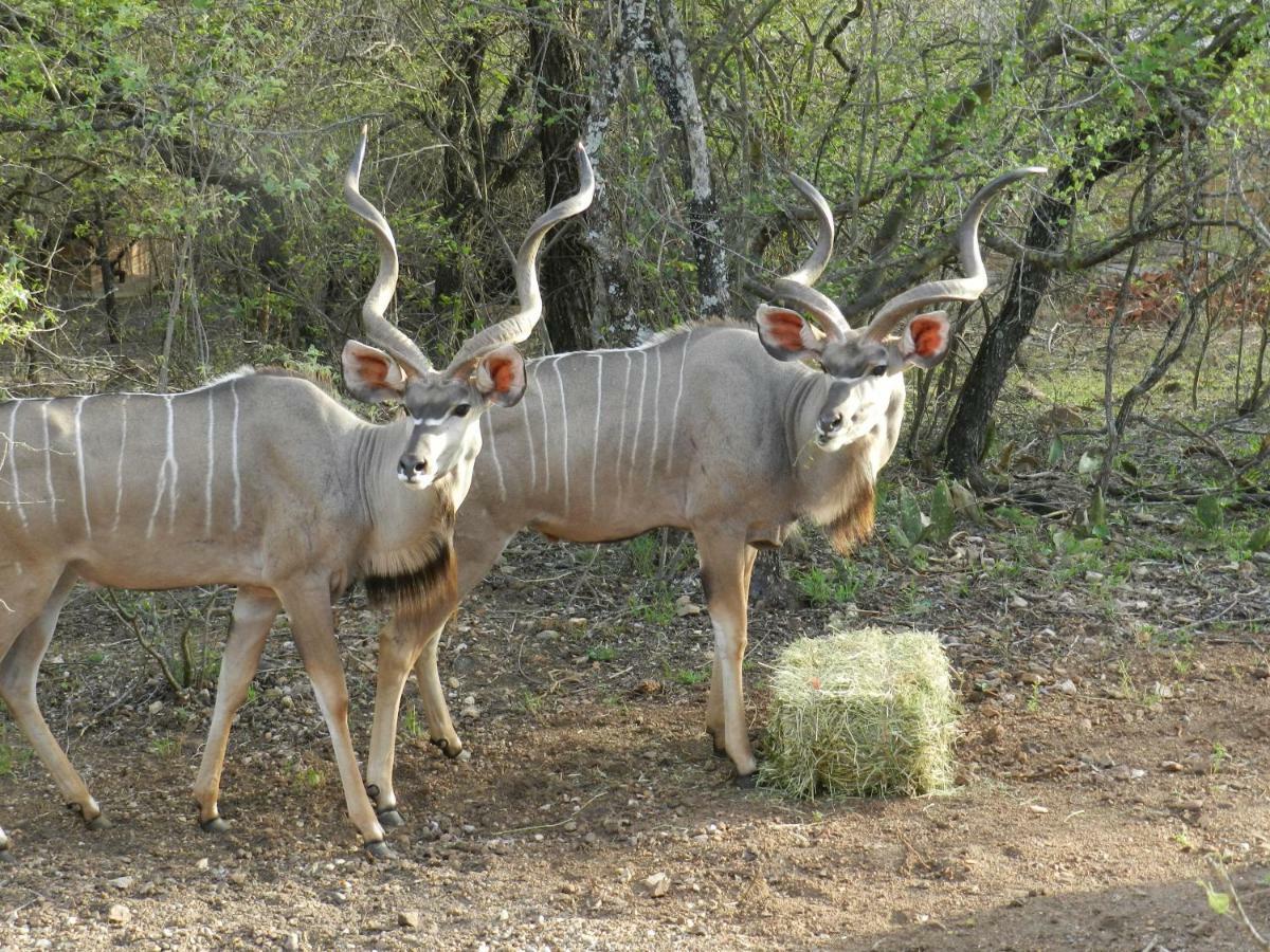 Buffalo Marloth Park Exterior photo