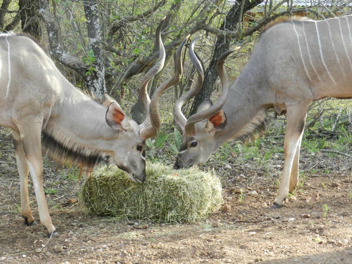 Buffalo Marloth Park Exterior photo